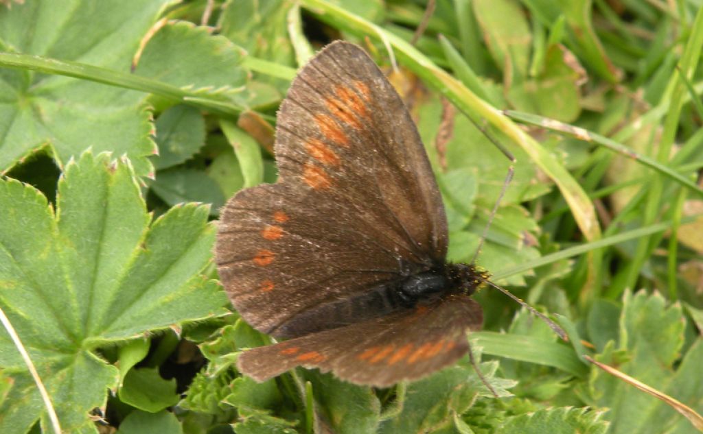 Erebia manto? No, Erebia albergana